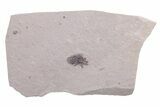Unidentified Fossil Insect - Ruby River Basin, Montana #216556-1